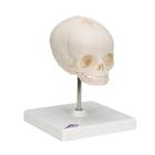 Fetus Sch&auml;del Modell, auf Stativ, 1000058 [A26], Sch&auml;delmodelle (Small)