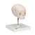 Cráneo de feto, sobre soporte - 3B Smart Anatomy, 1000058 [A26], Modelos de Cráneos Humanos (Small)