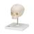 Модель черепа плода, натуральный размер, 30-я неделя беременности, на подставке - 3B Smart Anatomy, 1000058 [A26], Модели черепа человека (Small)