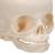 Модель черепа плода, натуральный размер, 30-я неделя беременности, на подставке - 3B Smart Anatomy, 1000058 [A26], Модели черепа человека (Small)