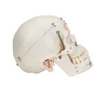Deluxe Human Demonstration Dental Skull Model, 10 part, 1000059 [A27], Human Skull Models (Small)