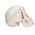 豪华版牙科示范颅骨模型，10部分 - 3B Smart Anatomy, 1000059 [A27], 头颅模型 (Small)
