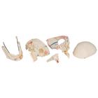 Deluxe Human Demonstration Dental Skull Model, 10 part, 1000059 [A27], Human Skull Models (Small)