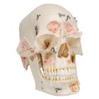 Deluxe Human Demonstration Dental Skull Model, 10 part, 1000059 [A27], Human Skull Models (Small)