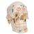 Модель черепа человека класса «люкс», 10 частей - 3B Smart Anatomy, 1000059 [A27], Модели черепа человека (Small)