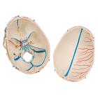 Deluxe Human Demonstration Dental Skull Model, 10 part, 1000059 [A27], Human Skull Models (Small)
