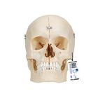 BONElike™ Cráneo – Cráneo óseo, 6 partes - 3B Smart Anatomy, 1000062 [A281], Modelos de Cráneos Humanos