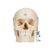 Crâne BONElike™ en 6 parties, structures osseuses détaillées - 3B Smart Anatomy, 1000062 [A281], Modèles de moulage de crânes humains (Small)