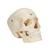 BONElike Kafatası - Kemikli kafatası, 6 parçalı - 3B Smart Anatomy, 1000062 [A281], Kafatası Modelleri (Small)