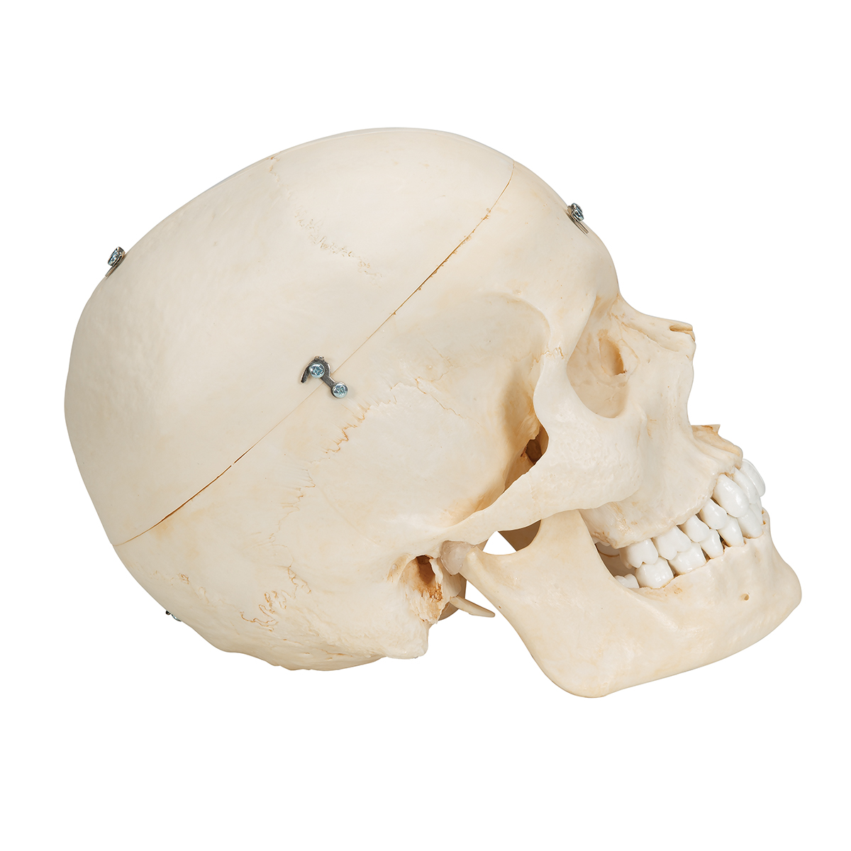 BONElike 颅骨模型，6部分- 3B Smart Anatomy - 1000062 - A281 - 头颅