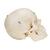 BONElike Kafatası - Kemikli kafatası, 6 parçalı - 3B Smart Anatomy, 1000062 [A281], Kafatası Modelleri (Small)