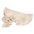 실제 뼈와 유사한 조직으로 제작한 두개골 모형, 6 파트 BONElike Human Bony Skull Model, 6 part - 3B Smart Anatomy, 1000062 [A281], 두개골 모형 (Small)