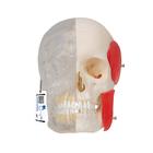 BONElike™ Human Skull Model, Half Transparent & Half Bony, 8 part - 3B Smart Anatomy, 1000063 [A282], Human Skull Models