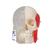 BONElike Kafatası - Kombi kafatası, Şeffaf/Kemikli, 8 parçalı - 3B Smart Anatomy, 1000063 [A282], Kafatası Modelleri (Small)