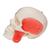 BONElike Cráneo – Cráneo combinado transparente / huesos, 8 partes - 3B Smart Anatomy, 1000063 [A282], Modelos de Cráneos Humanos (Small)