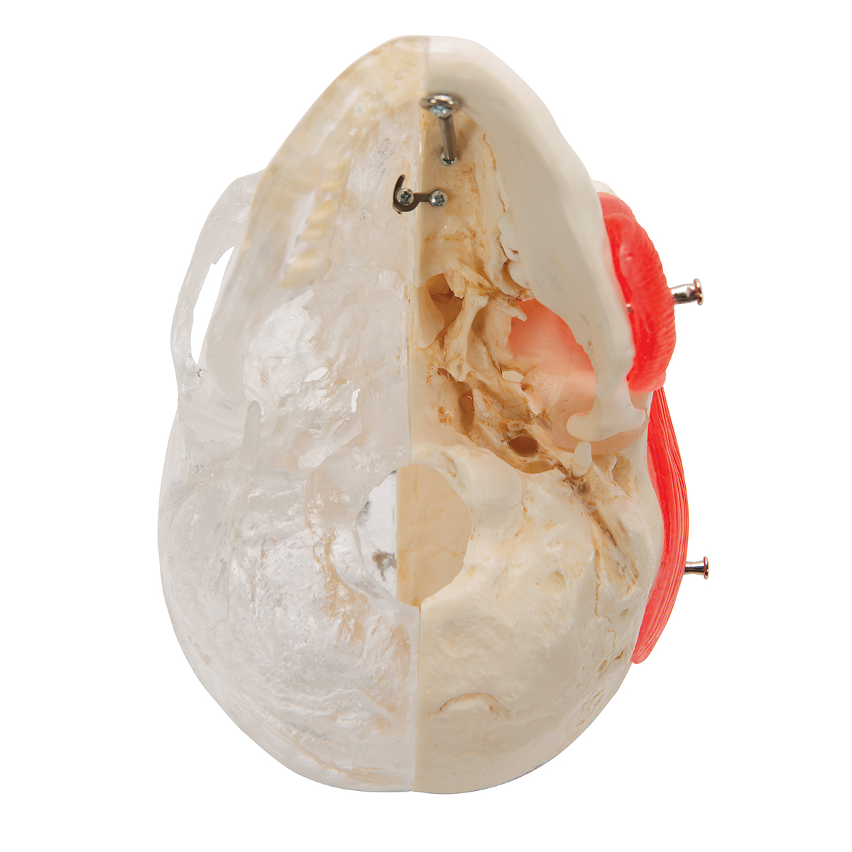 Human Skull Model - Plastic Skull Model - Realistic BONElike Human Skull