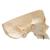 BONElike Kafatası - Kombi kafatası, Şeffaf/Kemikli, 8 parçalı - 3B Smart Anatomy, 1000063 [A282], Kafatası Modelleri (Small)