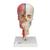 Модель черепа человека, комбинированный, с мозгом и позвоночником, BONElike, 8 частей - 3B Smart Anatomy, 1000064 [A283], Модели черепа человека (Small)