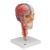 Модель черепа человека, комбинированный, с мозгом и позвоночником, BONElike, 8 частей - 3B Smart Anatomy, 1000064 [A283], Модели позвоночника человека (Small)