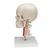 BONElike™ Human Skull Model, Half Transparent & Half Bony, Complete with Brain & Vertebrae - 3B Smart Anatomy, 1000064 [A283], Human Skull Models (Small)