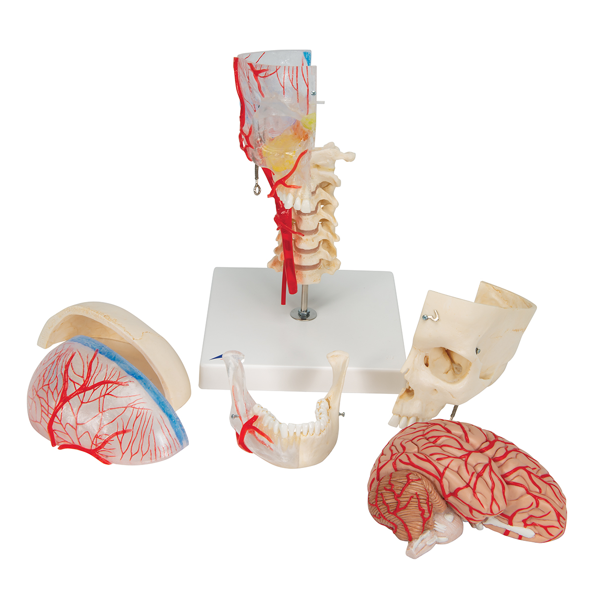 Crâne didactique sur colonne vertébrale, en 4 parties - 3B Smart Anatomy -  1020161 - A20/2 - Modèles de moulage de crânes humains - 3B Scientific