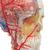 Модель черепа человека, комбинированный, с мозгом и позвоночником, BONElike, 8 частей - 3B Smart Anatomy, 1000064 [A283], Модели отделов позвоночника и отдельных позвонков человека (Small)