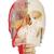 BONElike™ Cranio - cranio didattico di lusso, in 7 parti - 3B Smart Anatomy, 1000064 [A283], Modelli di Colonna Vertebrale (Small)