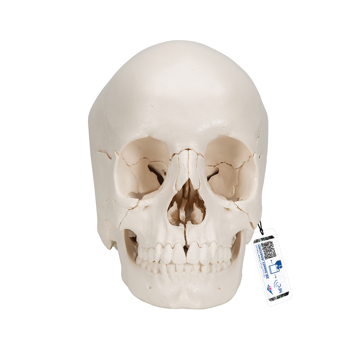 Crâne Humain Articulé - Crâne Démontable - crâne Beauchene - crâne  désarticulé