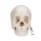 3B Scientific® Kafatası Modeli – 22 parça, ayrılabilir, doğal görünümlü - 3B Smart Anatomy, 1000068 [A290], Kafatası Modelleri