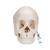 Crâne articulé 3B Scientific® - version anatomique, 22 pièces - 3B Smart Anatomy, 1000068 [A290], Modèles de moulage de crânes humains (Small)