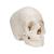 Beauchene Adult Human Skull Model, Bone Colored Version, 22 part - 3B Smart Anatomy, 1000068 [A290], Human Skull Models (Small)