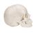 Beauchene Adult Human Skull Model, Bone Colored Version, 22 part - 3B Smart Anatomy, 1000068 [A290], Human Skull Models (Small)
