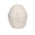 Crâne articulé 3B Scientific® - version anatomique, 22 pièces - 3B Smart Anatomy, 1000068 [A290], Modèles de moulage de crânes humains (Small)