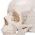 보쉥 (Beauchene) 성인 두개골모형 - 실제 뼈 색상, 22파트 분리형 Beauchene Adult Human Skull Model - Bone Colored Version, 22 part - 3B Smart Anatomy, 1000068 [A290], 두개골 모형 (Small)