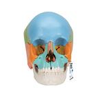 성인 두개골 교육용 채색 모형, 22파트 Beauchene Adult Human Skull Model - Didactic Colored Version, 22 part - 3B Smart Anatomy, 1000069 [A291], 두개골 모형