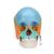 성인 두개골 교육용 채색 모형, 22파트 Beauchene Adult Human Skull Model - Didactic Colored Version, 22 part - 3B Smart Anatomy, 1023540 [A291], 두개골 모형 (Small)