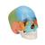 成人颅骨模型（彩色），22部分 - 3B Smart Anatomy, 1023540 [A291], 头颅模型 (Small)