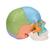成人颅骨模型（彩色），22部分 - 3B Smart Anatomy, 1023540 [A291], 头颅模型 (Small)