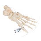 Squelette du pied sur fil de nylon, - 3B Smart Anatomy, 1019356 [A30/2], Modèles de squelettes des membres inférieurs