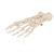 Human Foot Skeleton, Loosely Threaded on Nylon String- 3B Smart Anatomy, 1019356 [A30/2], Leg and Foot Skeleton Models (Small)