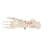 느슨한 발골격 Human Foot Skeleton, Loosely Threaded on Nylon String- 3B Smart Anatomy, 1019356 [A30/2], 다리 및 발 골격 모형 (Small)