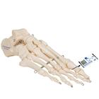 Esqueleto del Pie articulado en alambre - 3B Smart Anatomy, 1019355 [A30], Modelos de esqueleto de Pierna y Pie