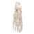 Human Foot Skeleton, Wire Mounted - 3B Smart Anatomy, 1019355 [A30], Leg and Foot Skeleton Models (Small)