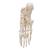 Esqueleto del Pie articulado en alambre - 3B Smart Anatomy, 1019355 [A30], Modelos de esqueleto de Pierna y Pie (Small)