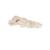 足骨骼，用不锈钢丝连 - 3B Smart Anatomy, 1019355 [A30], 腿和脚骨骼模型 (Small)