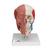 Crânio com músculos faciais, 1020181 [A300], Modelo de cabeça (Small)