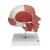 Crânio com músculos faciais, 1020181 [A300], Modelo de musculatura (Small)