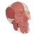 Crâne avec muscles faciaux - 3B Smart Anatomy, 1020181 [A300], Modèles de têtes (Small)