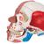 Модель черепа с лицевыми мышцами - 3B Smart Anatomy, 1020181 [A300], Модели черепа человека (Small)