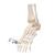 Esqueleto del pie con partes de tibia y fibula articulado flexiblemente - 3B Smart Anatomy, 1019358 [A31/1], Modelos de esqueleto de Pierna y Pie (Small)